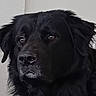 Olaf a rejoint le concours — aidez-le/la à gagner de superbes lots ! dog, black_dog, portrait, close_up, shaggy_fur, floppy_ears, dark_fur, brown_eyes, pet, animal, canine, head, muzzle, nose, ears, indoors, plain_background, serious_expression, fluffy, photography