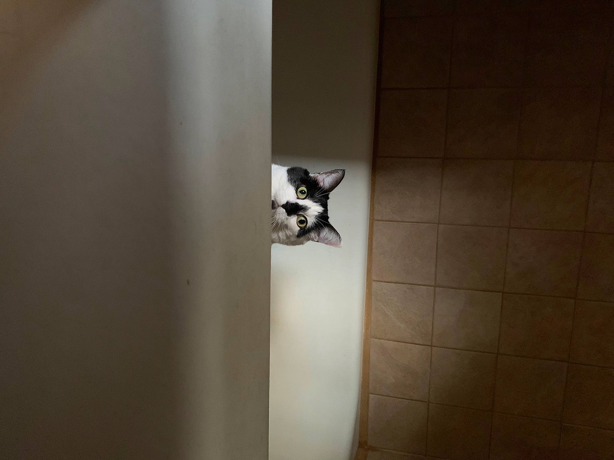 Dunkin is registered to the contest to win money with this photo: art, darkness, door, felidae, flooring, hardwood, light_fixture, monochrome, monochrome_photography, room, shadow, still_life_photography, tail, tints_and_shades, visual_arts, whiskers, window, wood