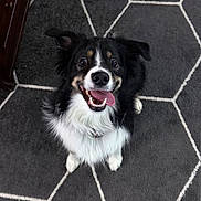 Duck is registered to the contest to win money with this photo: animal, black_and_white, canine, carpet, collar, companion, cute, dog, ears_up, floor, fluffy, friendly, happy, hexagonal_pattern, indoor, looking_up, pet, playful, smiling, tongue_out
