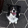 animal, black_and_white, canine, carpet, collar, companion, cute, dog, ears_up, floor, fluffy, friendly, happy, hexagonal_pattern, indoor, looking_up, pet, playful, smiling, tongue_out
