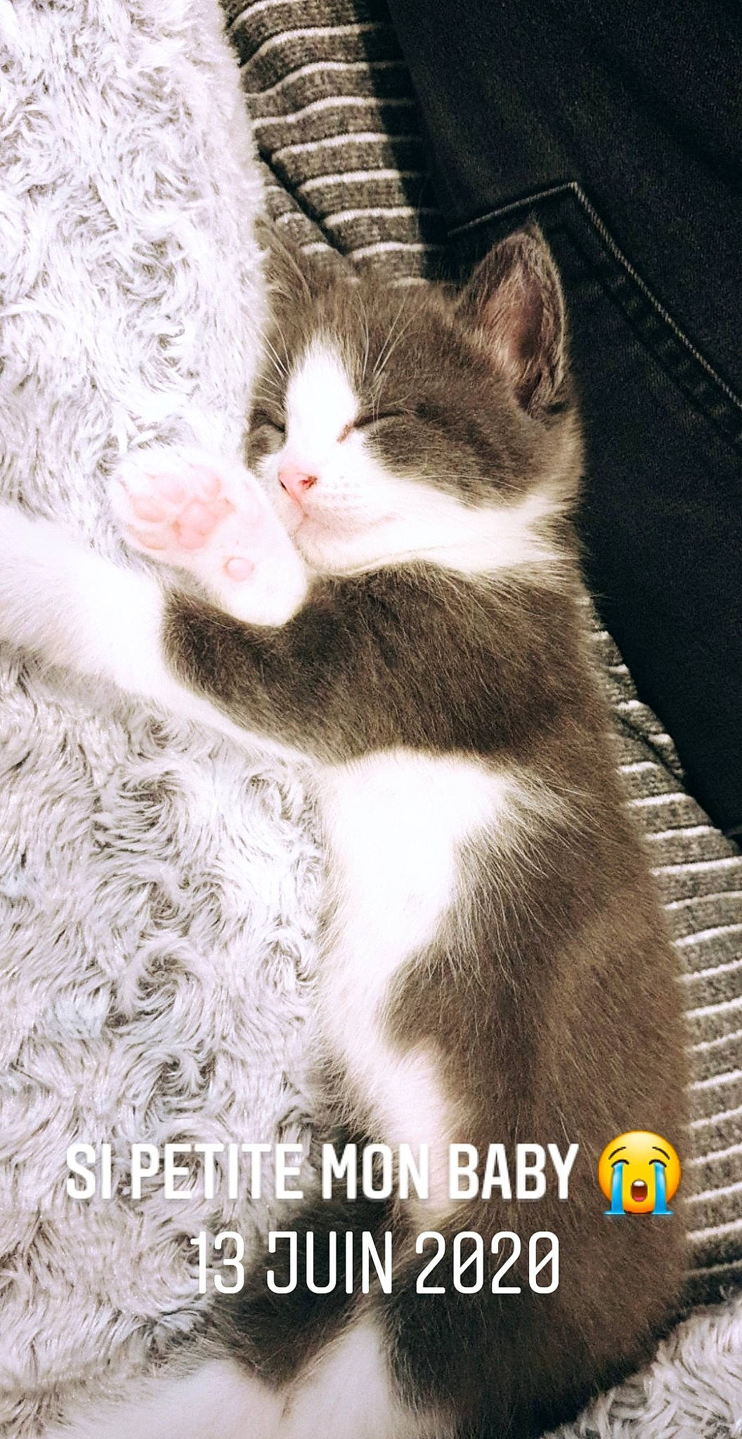 Kalie a rejoint le concours — aidez-le/la à gagner de superbes lots ! aegean_cat, american_wirehair, asian, carnivore, cat, domestic_short_haired_cat, european_shorthair, felidae, fur, kitten, photo_caption, photography, polydactyl_cat, small_to_medium_sized_cats, snout, whiskers