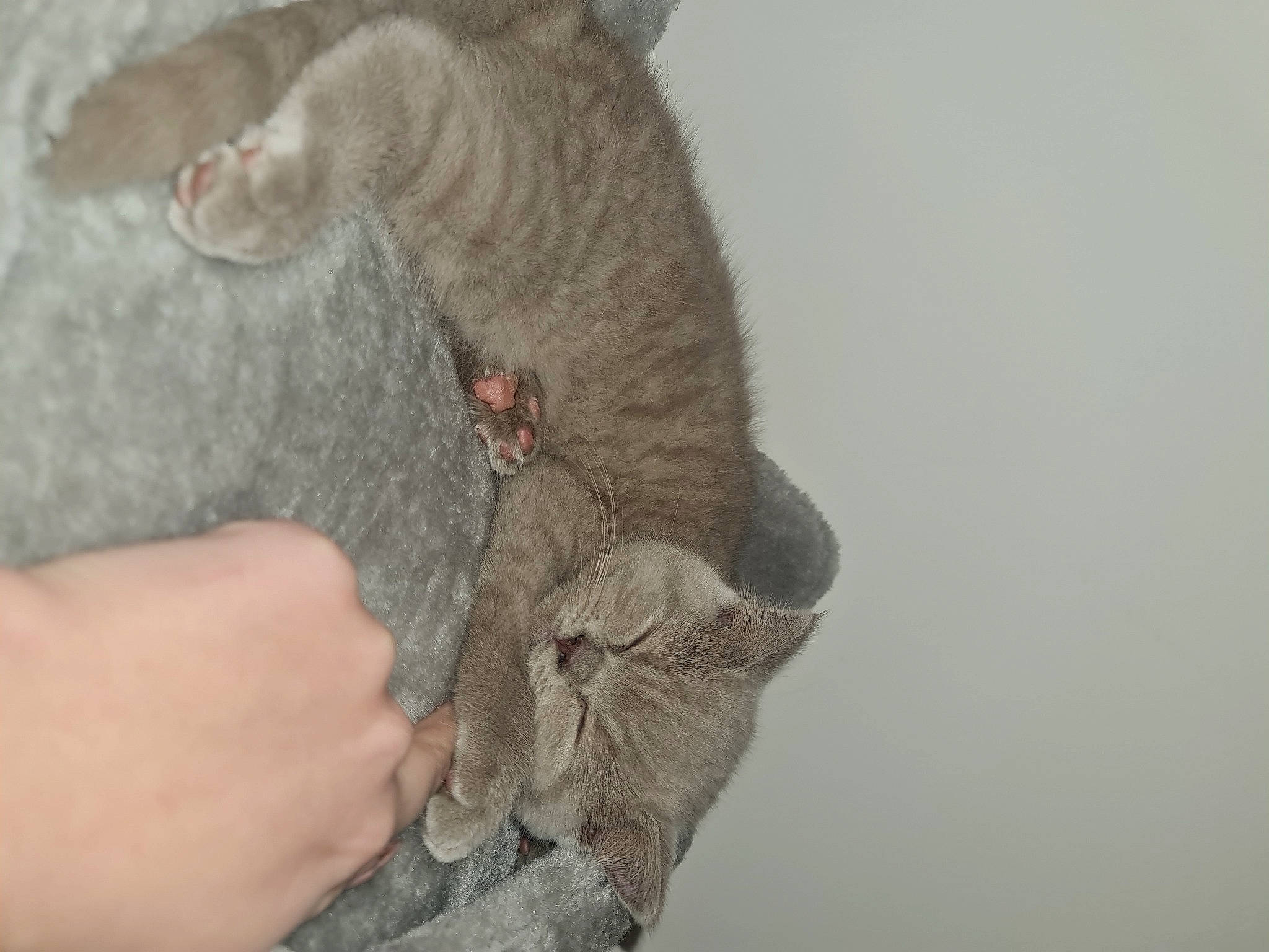 Ivy joined the competition — help win amazing prizes! carnivore, cat, claw, comfort, domestic_short_haired_cat, ear, felidae, finger, foot, fur, gesture, grey, hand, nail, paw, russian_blue, small_to_medium_sized_cats, tail, whiskers, wrinkle