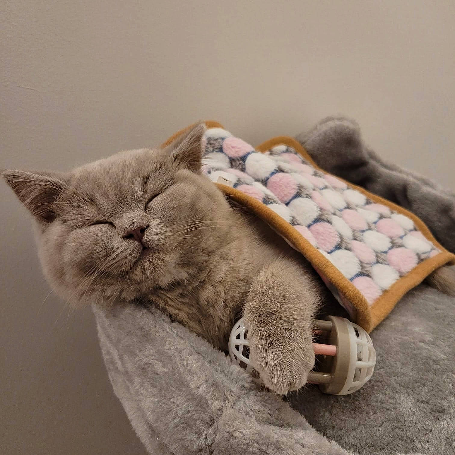 Ivy joined the competition — help win amazing prizes! bag, carnivore, cat, claw, comfort, domestic_short_haired_cat, fawn, felidae, fur, grey, luggage_and_bags, nap, paw, sitting, small_to_medium_sized_cats, snout, tail, whiskers, wood, wool