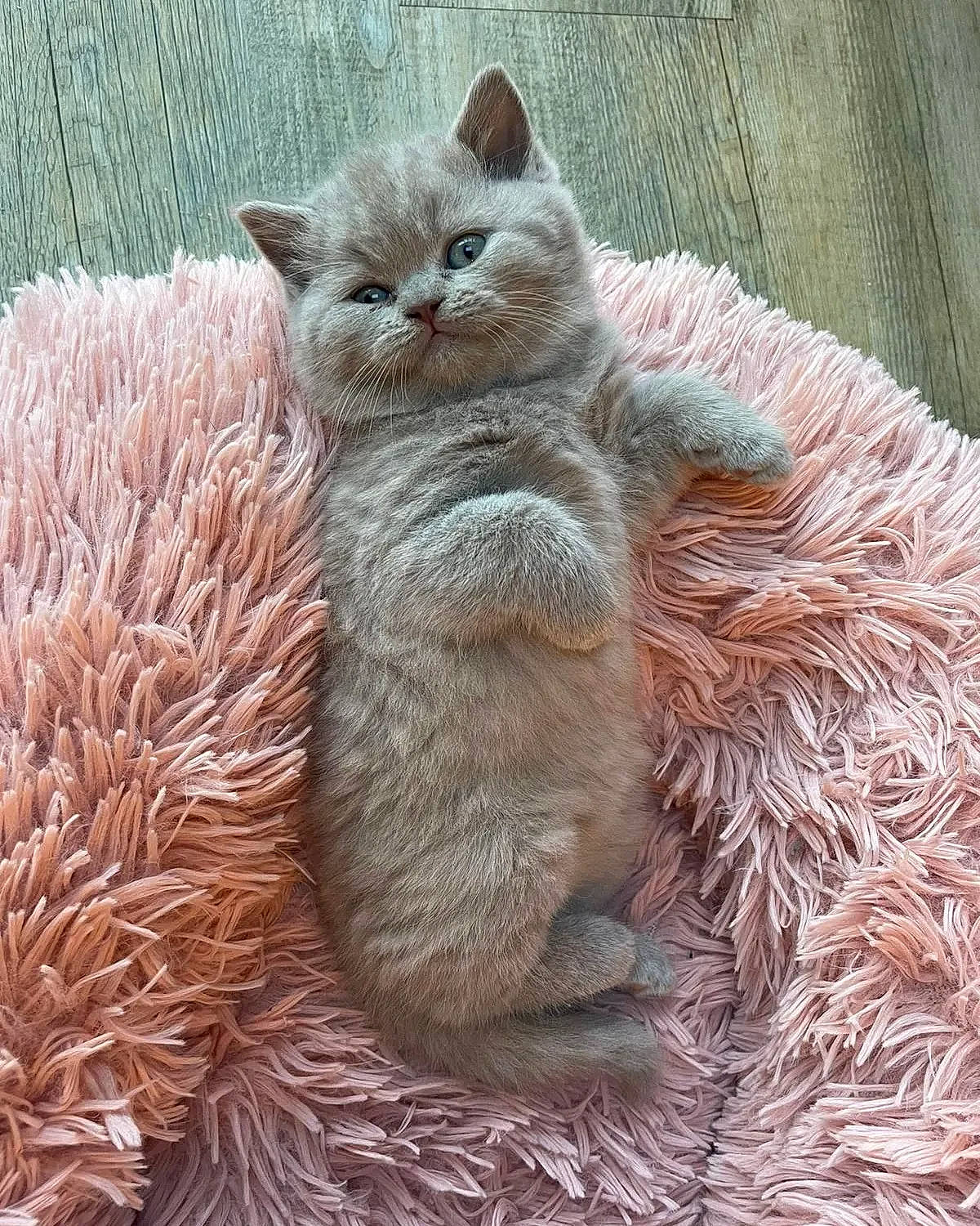 Ivy is registered to the contest to win money with this photo: british_longhair, carnivore, cat, claw, comfort, domestic_short_haired_cat, fawn, felidae, fur, groundcover, russian_blue, small_to_medium_sized_cats, snout, tail, terrestrial_animal, whiskers, wildlife, window