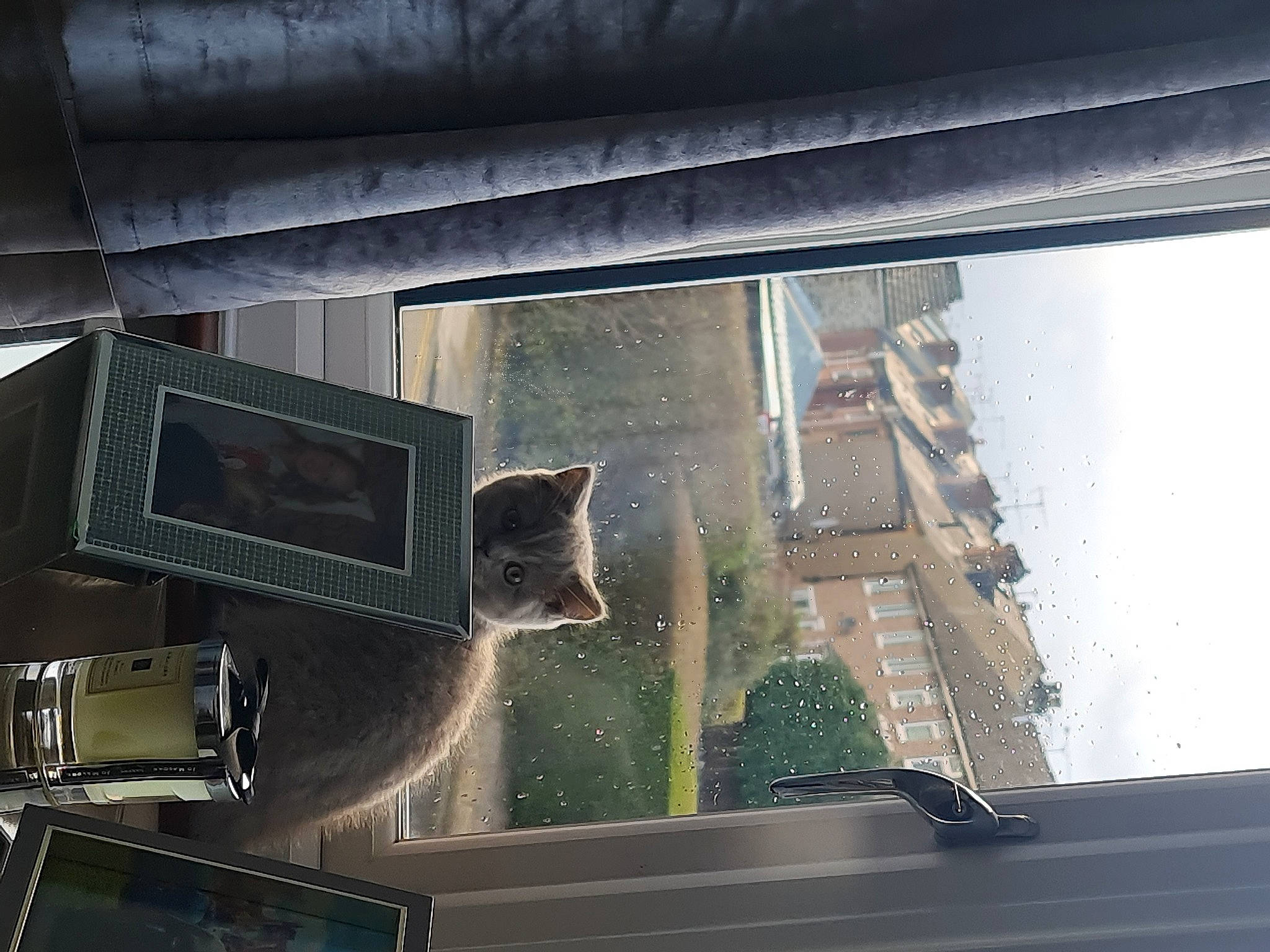 Ivy joined the competition — help win amazing prizes! automotive_exterior, automotive_window_part, building, cat, display_device, facade, felidae, glass, interior_design, metal, rectangle, room, sash_window, small_to_medium_sized_cats, tints_and_shades, transparent_material, vehicle_door, window, windshield, wood