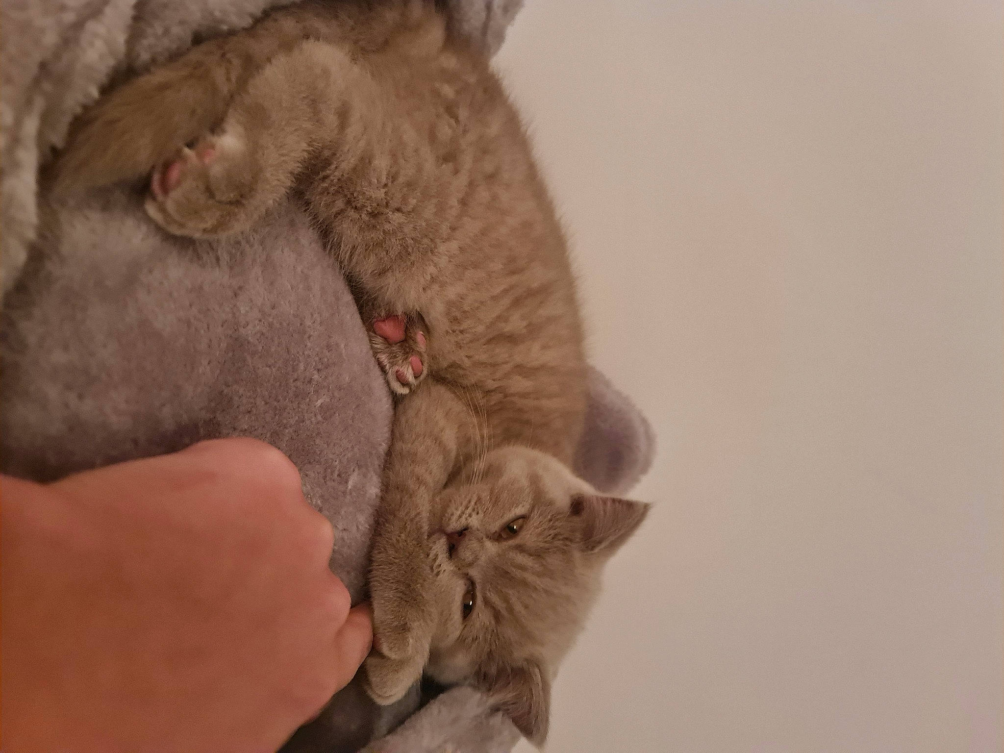 Ivy joined the competition — help win amazing prizes! canidae, carnivore, cat, close_up, domestic_short_haired_cat, ear, eye, fawn, felidae, fur, gesture, hand, mammal, nail, paw, small_to_medium_sized_cats, snout, vertebrate, whiskers, wrinkle