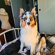 Akira participe au concours pour gagner de l'argent avec cette photo : dog, bed, blanket, indoor, sunlight, heterochromia, fur, mannequin, hat, door, photograph, wall, window_light, furniture, pet, animal, cozy, resting, portrait, home