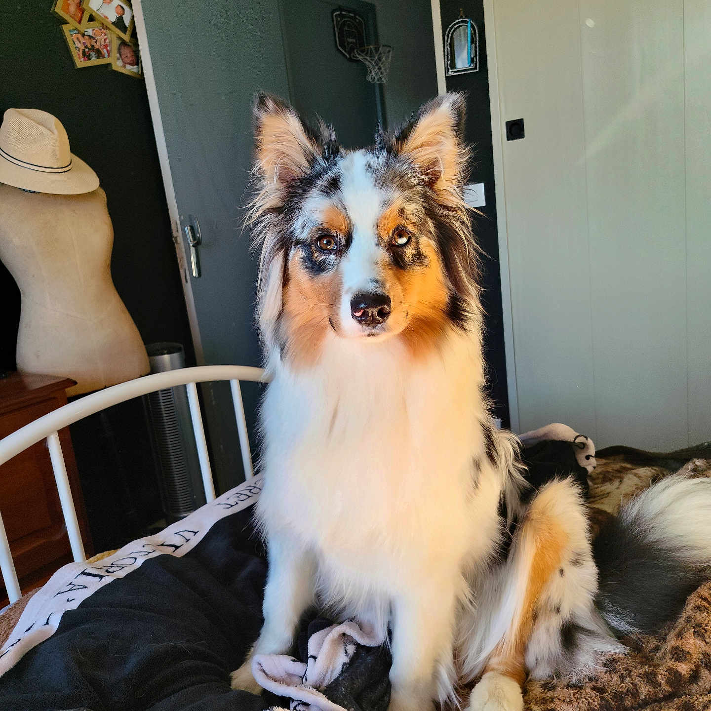 Akira participe au concours pour gagner de l'argent avec cette photo : dog, bed, blanket, indoor, sunlight, heterochromia, fur, mannequin, hat, door, photograph, wall, window_light, furniture, pet, animal, cozy, resting, portrait, home