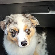 Akira a rejoint le concours — aidez-le/la à gagner de superbes lots ! puppy, dog, australian_shepherd, heterochromia, blue_eye, brown_eye, fluffy, pet, animal, cute, sitting, indoor, car, footwell, looking_up, young, adorable, fur, nose, ears