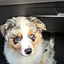 puppy, dog, australian_shepherd, heterochromia, blue_eye, brown_eye, fluffy, pet, animal, cute, sitting, indoor, car, footwell, looking_up, young, adorable, fur, nose, ears
