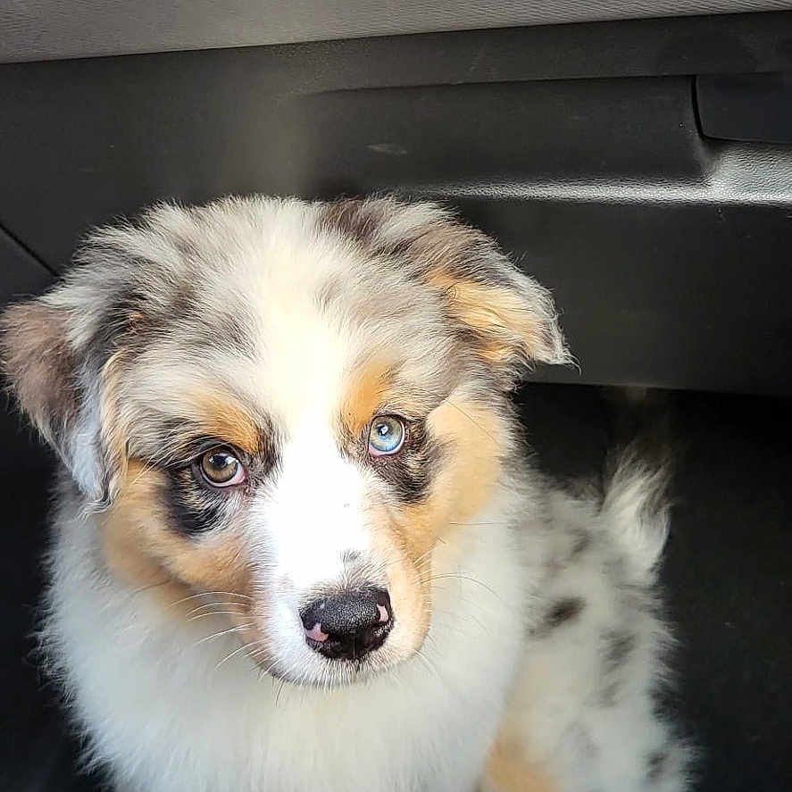 Akira a rejoint le concours — aidez-le/la à gagner de superbes lots ! adorable, animal, australian_shepherd, blue_eye, brown_eye, car, cute, dog, ears, fluffy, footwell, fur, heterochromia, indoor, looking_up, nose, pet, puppy, sitting, young