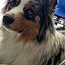 Akira participe au concours pour gagner de l'argent avec cette photo : dog, australian_shepherd, indoor, pet, fur, blue_eyes, brown_eyes, close_up, television, bedding, blanket, resting, animal, cute, ears, portrait, living_room, furniture, home, relaxed