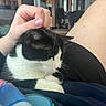 cat, black_and_white_cat, pet, lap, hand, person, indoor, relaxing, sleeping_cat, feline, fur, whiskers, human_hand, comfort, couch, living_room, casual_clothing, domestic_animal, resting, close_up