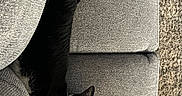Noodles joined the competition — help win amazing prizes! cat, black_and_white_cat, couch, gray_couch, furniture, indoor, pet, animal, tail, relaxed, resting, curious, cozy, fabric_texture, living_room, home, close_up, whiskers, feline, cute