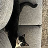 cat, black_and_white_cat, couch, gray_couch, furniture, indoor, pet, animal, tail, relaxed, resting, curious, cozy, fabric_texture, living_room, home, close_up, whiskers, feline, cute