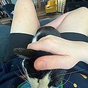 Noodles is registered to the contest to win money with this photo: cat, black_and_white_cat, hand, lap, person, indoor, living_room, chair, furniture, curtains, wood_floor, casual_clothing, relaxing, pet, comfort, cozy, whiskers, seated, home, domestic_animal