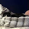 cat, black_and_white_cat, blanket, bed, cozy, fur, indoor, pet, resting, soft_texture, plush, sleepy, animal, feline, comfort, relaxation, hidden, home, dark_background, quiet