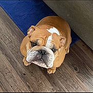 Gunner joined the competition — help win amazing prizes! bulldog, dog, pet, indoor, wooden_floor, blue_rug, couch, brown_dog, white_markings, looking_up, cute, animal, companion, domestic, paw, snout, ears, fur, portrait, sitting