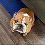 bulldog, dog, pet, indoor, wooden_floor, blue_rug, couch, brown_dog, white_markings, looking_up, cute, animal, companion, domestic, paw, snout, ears, fur, portrait, sitting