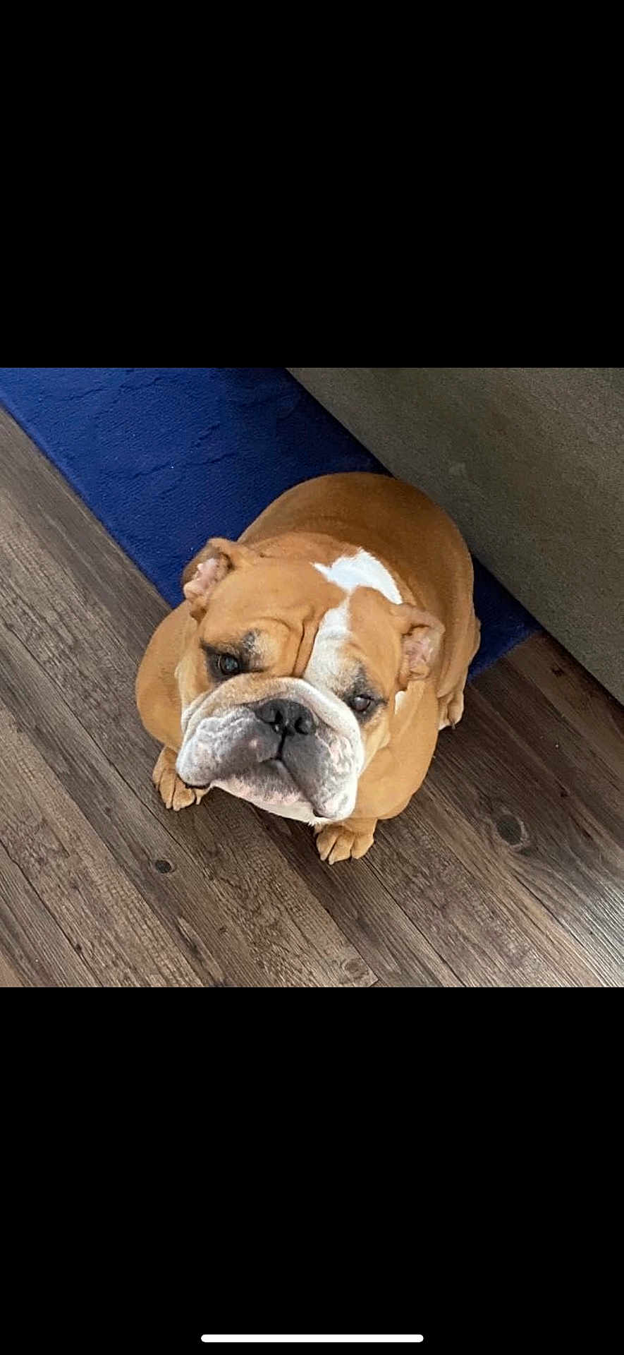 Gunner joined the competition — help win amazing prizes! bulldog, dog, pet, indoor, wooden_floor, blue_rug, couch, brown_dog, white_markings, looking_up, cute, animal, companion, domestic, paw, snout, ears, fur, portrait, sitting