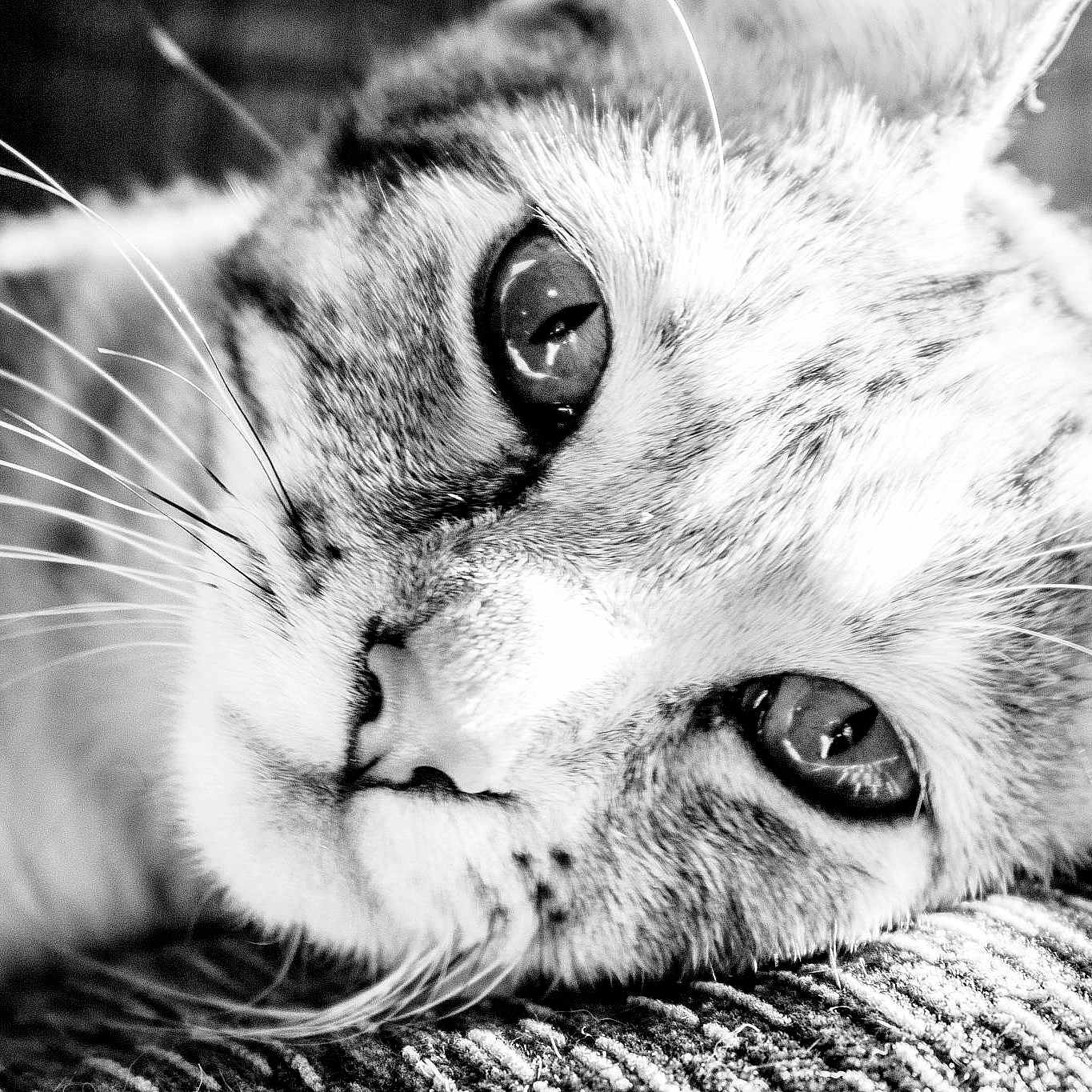 Callie-ann