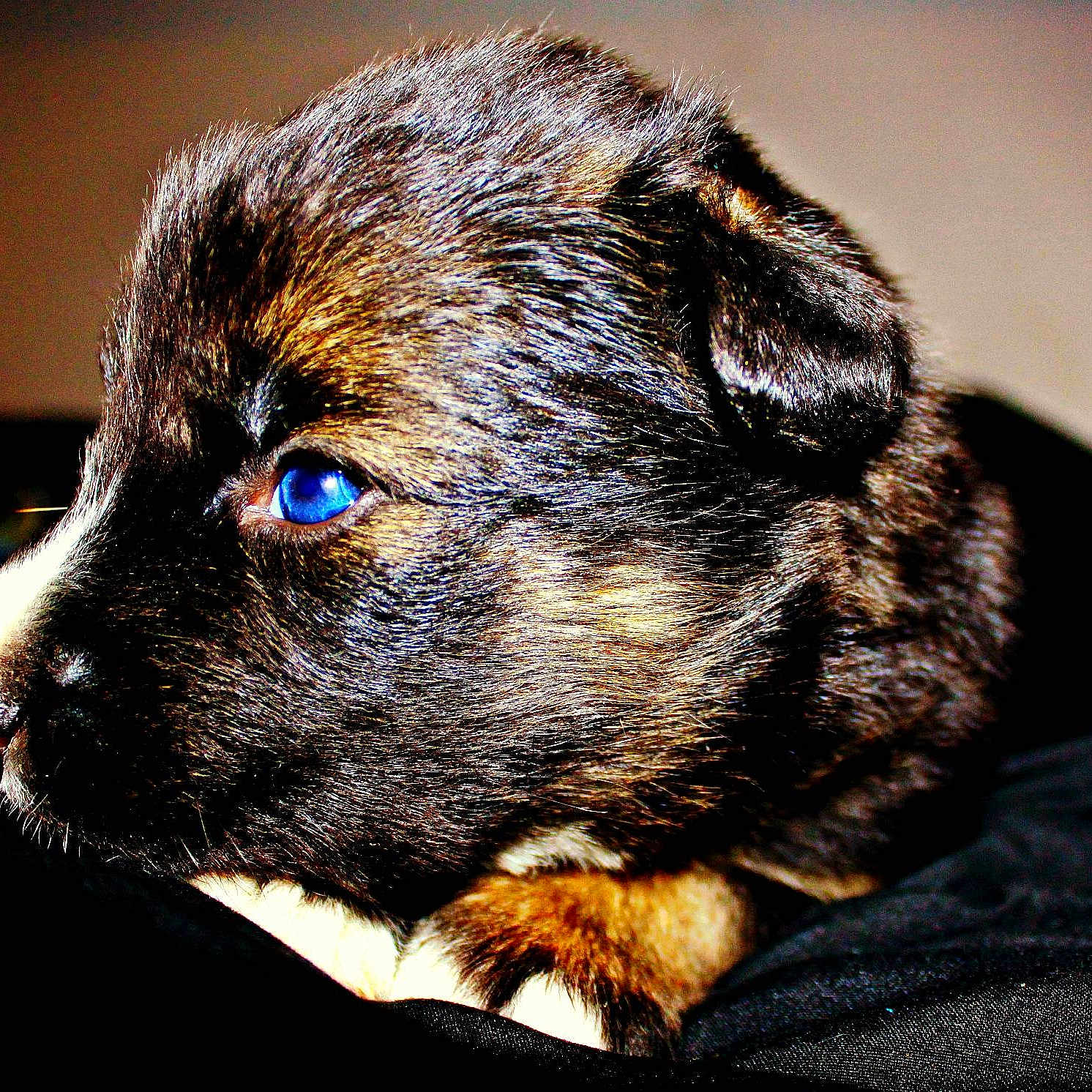 Bright Eyes is registered to the contest to win money with this photo: