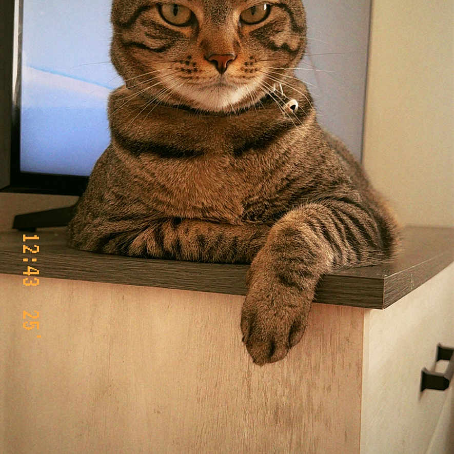Jetty And Fiji is registered to the contest to win money with this photo: alert_ears, cat, close_up, collar, cozy, dresser, feline_expression, furniture, indoor, paw, pet, portrait, relaxed, screenshot, smartphone_ui, tabby_cat, timestamp, tv_screen, whiskers, wooden_surface