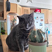 Papaye participe au concours pour gagner de l'argent avec cette photo : cat, gray_cat, cactus, plant, pot, wooden_counter, kitchen, cabinet, refrigerator, magnet, indoor, feline, pet, curious, spiky, decor, star, home, animal, domestic
