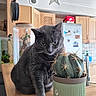 cat, gray_cat, cactus, plant, pot, wooden_counter, kitchen, cabinet, refrigerator, magnet, indoor, feline, pet, curious, spiky, decor, star, home, animal, domestic