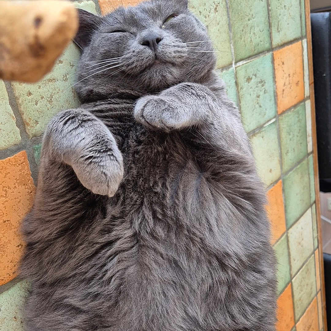 Papaye a rejoint le concours — aidez-le/la à gagner de superbes lots ! cat, gray_cat, fluffy, sleeping, relaxed, pet, animal, feline, indoor, tile_floor, paws, cute, adorable, whiskers, fur, resting, content, closeup, mammal, cozy