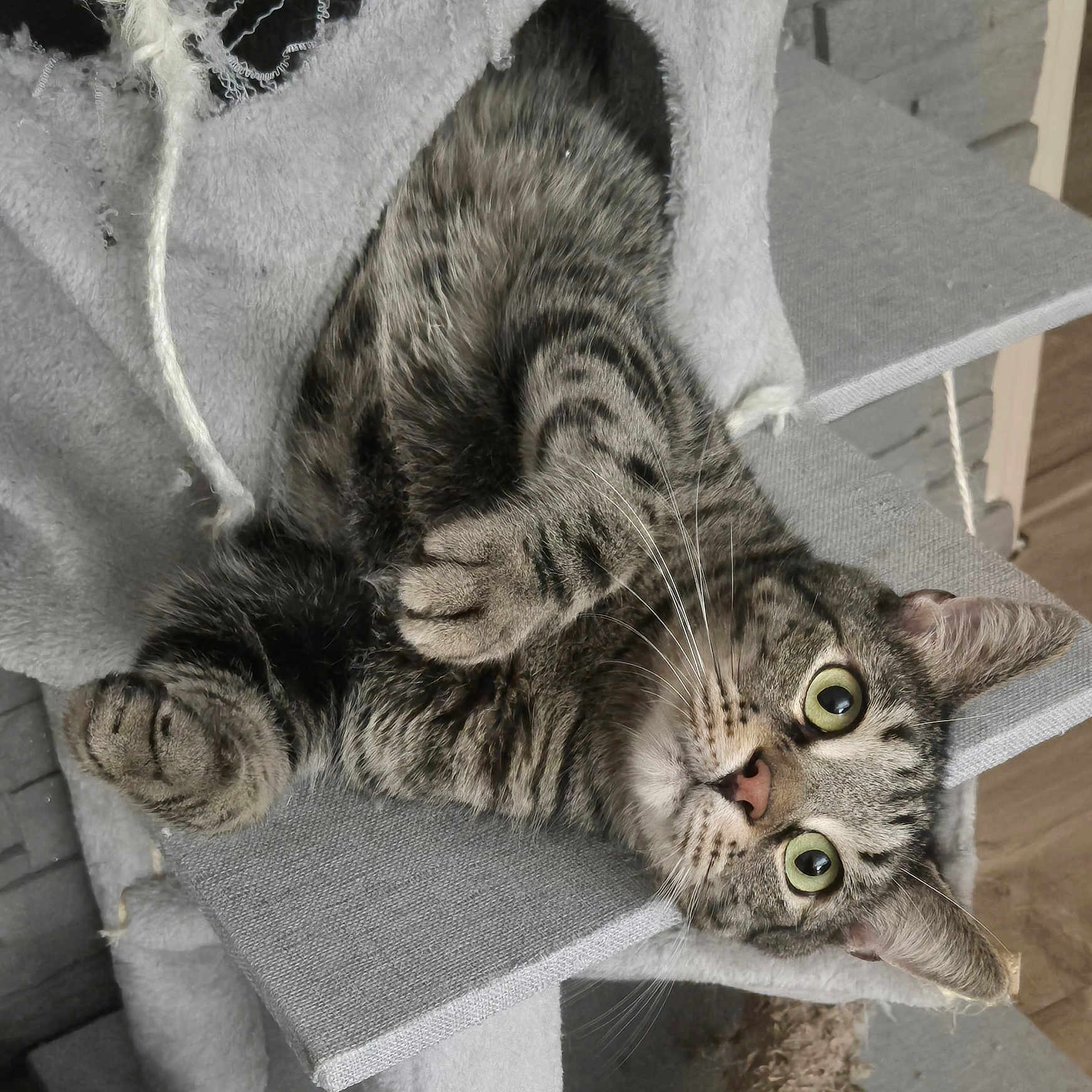 Bounty participe au concours pour gagner de l'argent avec cette photo : abyssinian, animal, armchair, blanket, cat, chair, couch, egyptiancat, face, furniture, head, homedecor, kitten, linen, manx, person, pet, photography, portrait, sleeping