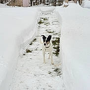 Sheba is registered to the contest to win money with this photo: animal, bostonbull, bulldog, canine, dog, hound, ice, machine, nature, outdoors, person, pet, plant, pointer, puppy, snow, tree, walkingdog, wheel, winter
