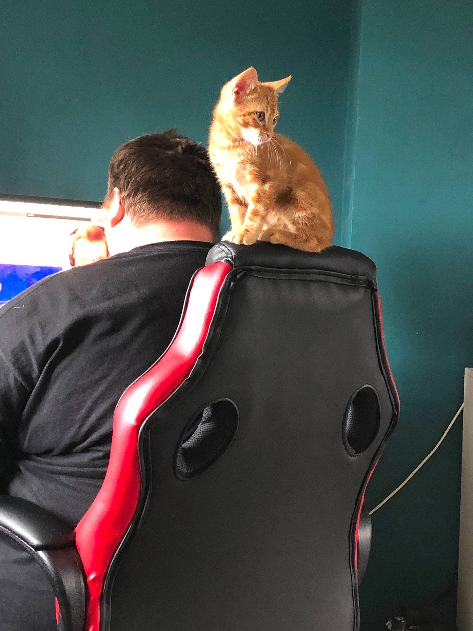 Drogo joined the competition — help win amazing prizes! carnivore, cat, ear, felidae, lap, leg, small_to_medium_sized_cats, tail, whiskers