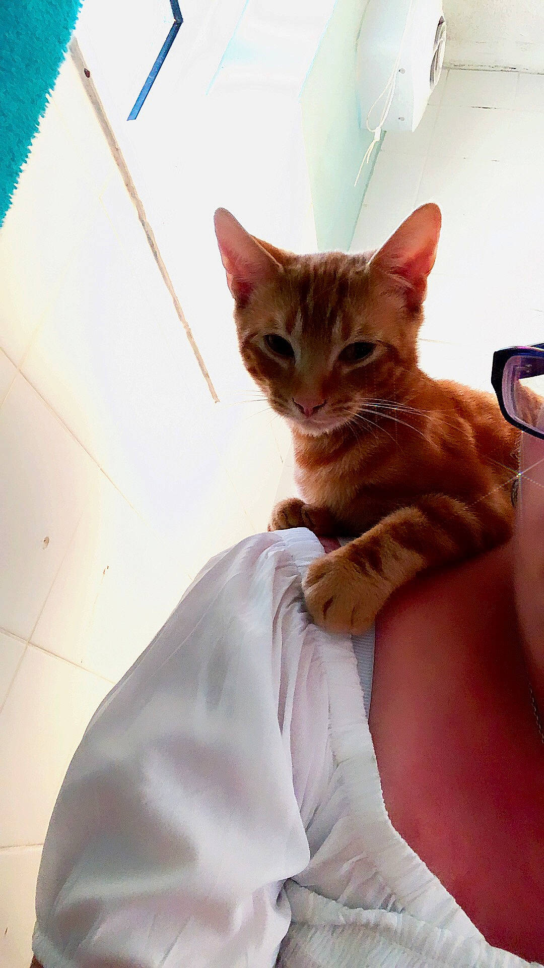 Drogo joined the competition — help win amazing prizes! aegean_cat, arabian_mau, asian, australian_mist, bengal, carnivore, cat, domestic_short_haired_cat, dragon_li, ear, european_shorthair, fawn, felidae, german_rex, kitten, mammal, ojos_azules, small_to_medium_sized_cats, tabby_cat, whiskers