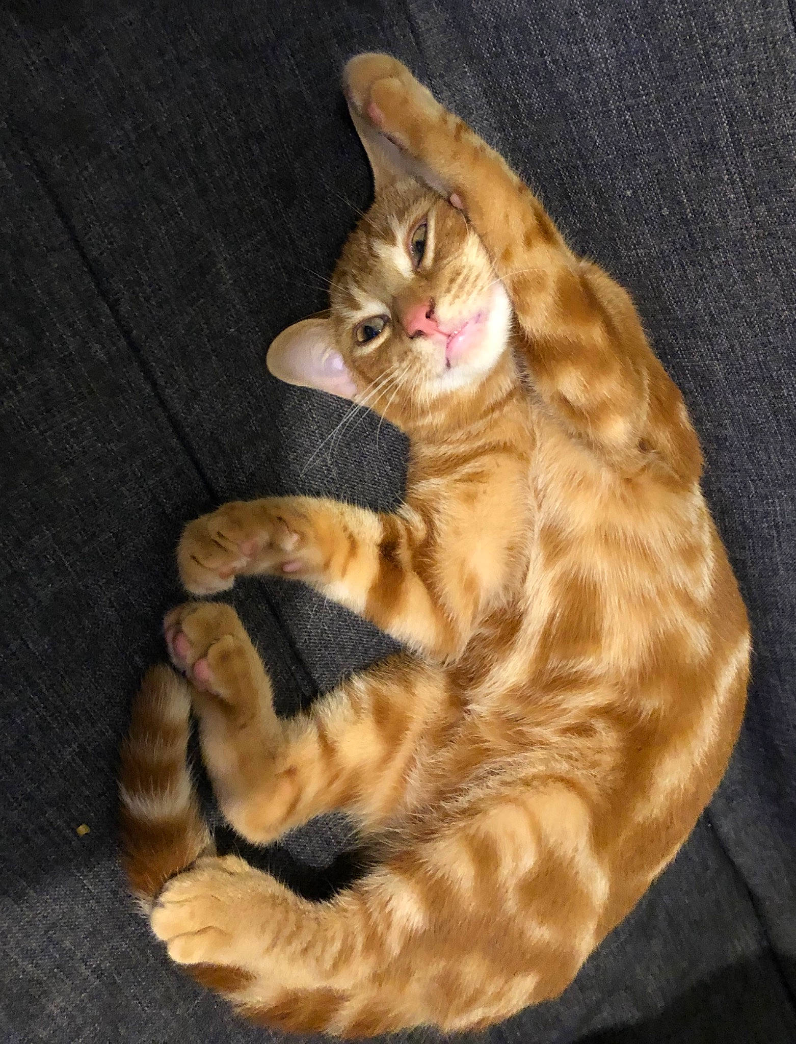 Drogo is registered to the contest to win money with this photo: arabian_mau, asian, australian_mist, bengal, carnivore, cat, chausie, domestic_short_haired_cat, european_shorthair, fawn, felidae, fur, german_rex, kitten, ocicat, oriental_longhair, small_to_medium_sized_cats, sokoke, tabby_cat, whiskers