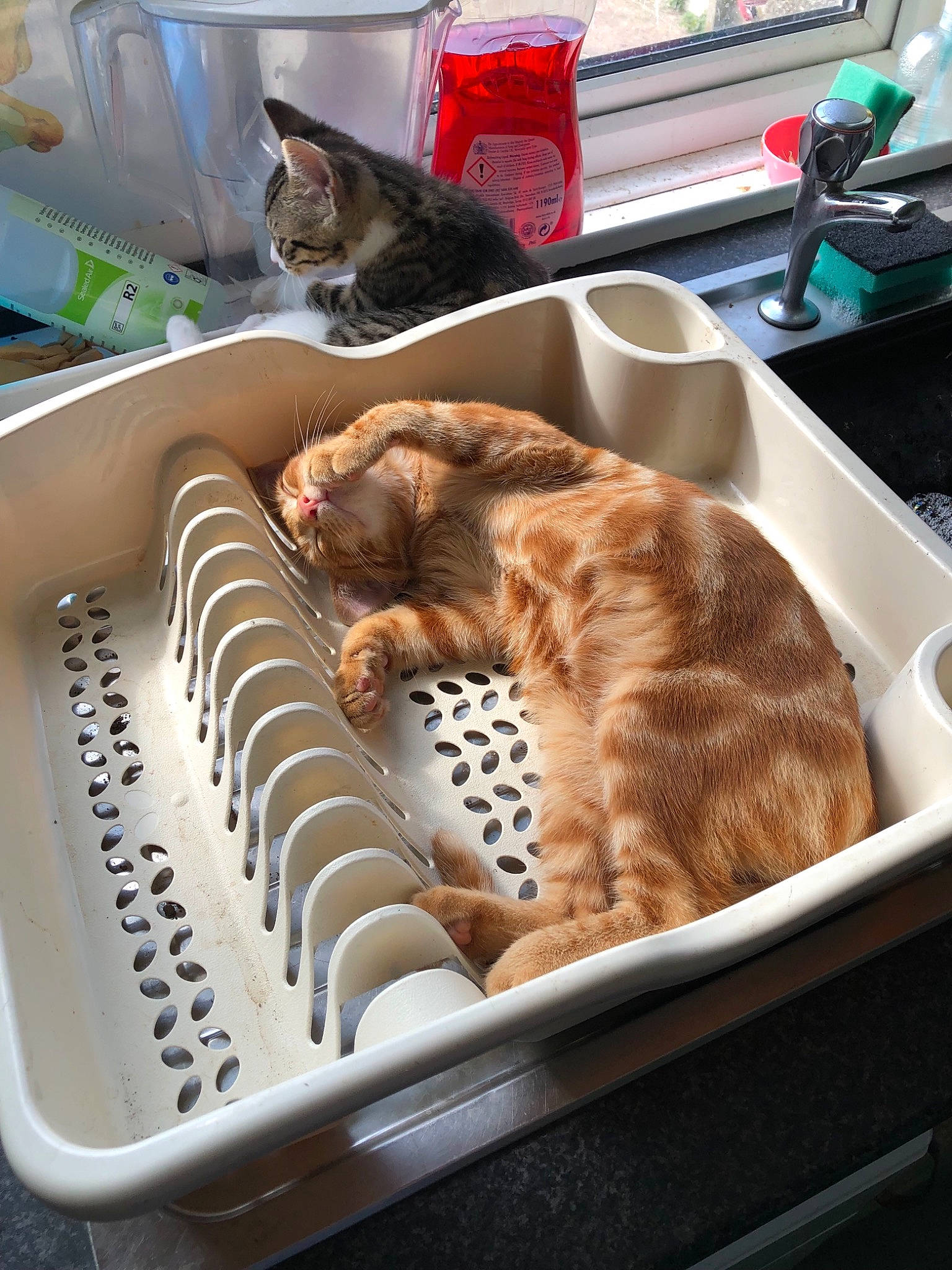 Drogo joined the competition — help win amazing prizes! carnivore, cat, cat_supply, cuisine, dish, domestic_short_haired_cat, european_shorthair, fawn, felidae, food, kitten, litter_box, ocicat, pet_food, sink, small_to_medium_sized_cats, tabby_cat, whiskers