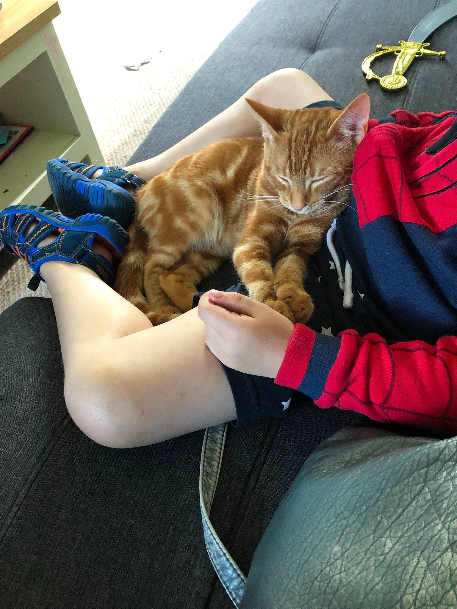 Drogo joined the competition — help win amazing prizes! american_shorthair, asian, carnivore, cat, claw, domestic_short_haired_cat, european_shorthair, fawn, felidae, fur, human_leg, kitten, lap, leg, small_to_medium_sized_cats, tabby_cat, thigh, whiskers