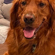 Beau is registered to the contest to win money with this photo: dog, golden_retriever, pet, animal, indoor, tongue_out, happy, fur, canine, muzzle, ears, collar, close_up, face, friendly, domestic, companion, sitting, portrait, cozy