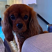 Mcloven is registered to the contest to win money with this photo: dog, brown_dog, pet, close_up, indoor, cushion, sofa, curly_ears, collar, face, animal, canine, looking, furniture, home, domestic_animal, portrait, cute, companion, friendly