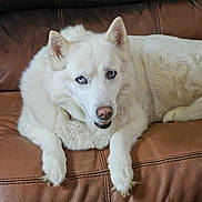 Diamond joined the competition — help win amazing prizes! dog, white_dog, blue_eyes, fluffy, pet, canine, leather_couch, indoor, resting, looking_at_camera, mischievous, fur, paw, snout, ears, animal, companion, home, relaxed, cute