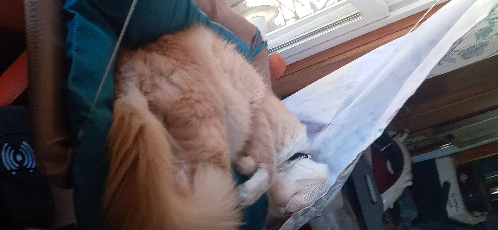 Cocoa Puff is registered to the contest to win money with this photo: canidae, carnivore, cat, claw, comfort, companion_dog, dog_breed, fang, fawn, felidae, fur, nap, paw, selfie, small_to_medium_sized_cats, snout, sporting_group, tail, whiskers, wood