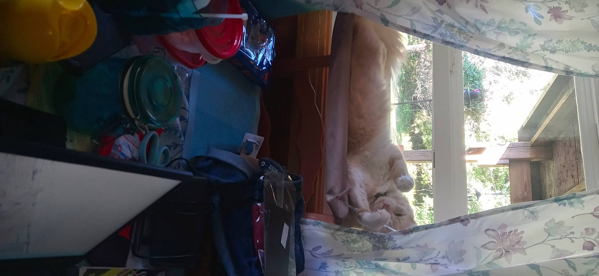 Cocoa Puff is registered to the contest to win money with this photo: auto_part, automotive_exterior, automotive_lighting, building, bumper, daylighting, fawn, glass, house, machine, room, shade, tints_and_shades, tree, vehicle, vehicle_door, window, windshield, wood