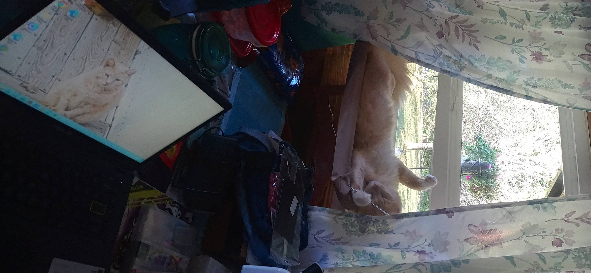 Cocoa Puff joined the competition — help win amazing prizes! carmine, carnivore, cat, fawn, felidae, plant, room, shade, small_to_medium_sized_cats, tail, textile, tints_and_shades, tree, visual_arts, whiskers, window, wood