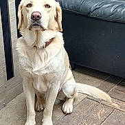 Thor a rejoint le concours — aidez-le/la à gagner de superbes lots ! animal, armchair, beagle, canine, chair, couch, dog, furniture, goldenretriever, hound, husky, labradorretriever, path, person, pet, pointer, puppy, slate, sleeping, whitedog