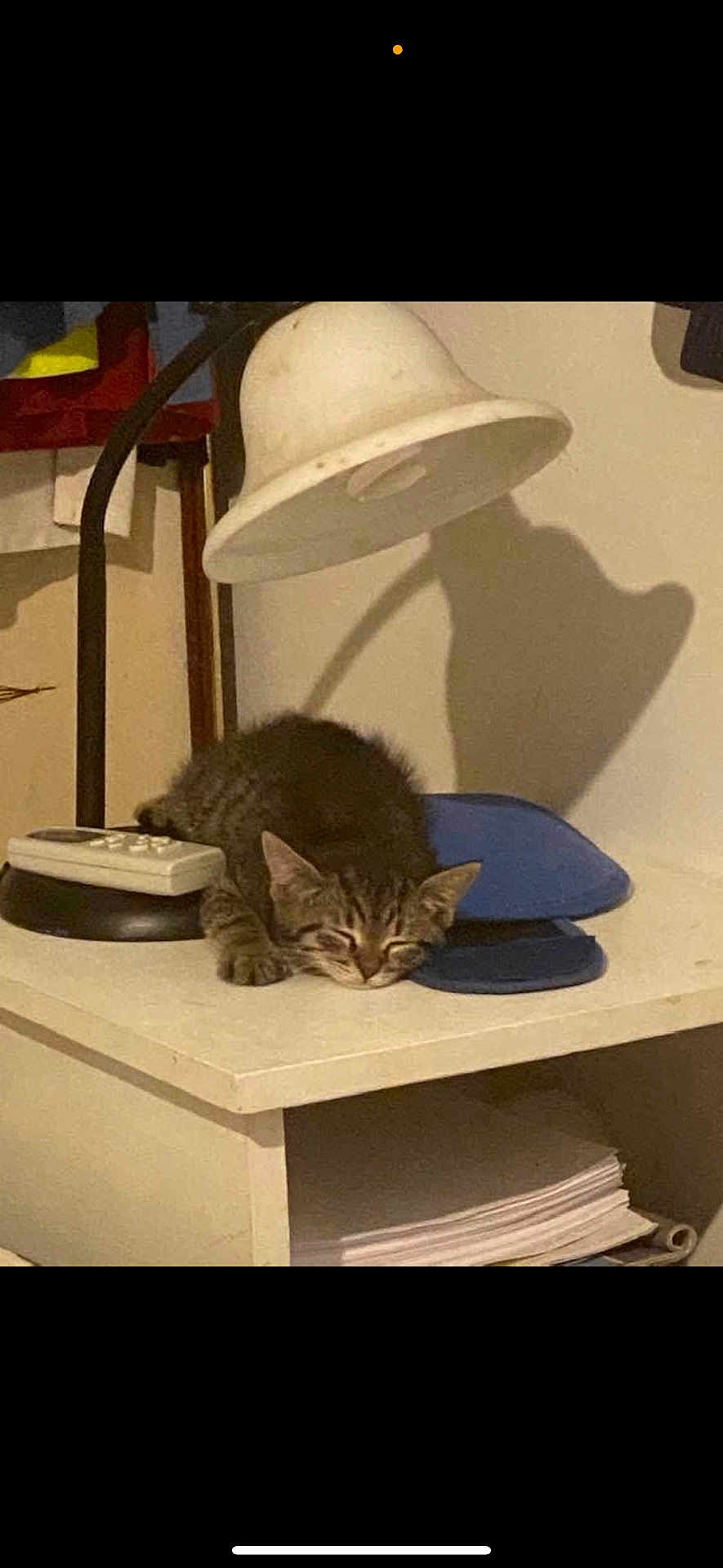 Charlotte is registered to the contest to win money with this photo: kitten, cat, sleeping, desk, lamp, remote_control, mouse_pad, shadow, indoor, furniture, tabby, resting, cozy, cute, small, pet, animal, quiet, home, relaxation