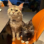 Yuna Aska participe au concours pour gagner de l'argent avec cette photo : animal, cat, cats, companions, curious, cute, domestic_animal, eyes, feline, floor, fur, furniture, home, indoor, orange_chair, pets, sitting, table, two_animals, whiskers