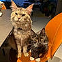 animal, cat, cats, companions, curious, cute, domestic_animal, eyes, feline, floor, fur, furniture, home, indoor, orange_chair, pets, sitting, table, two_animals, whiskers