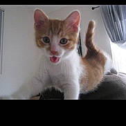 Tigger is registered to the contest to win money with this photo: abyssinian, angora, animal, bodypart, cat, face, head, indoors, kitten, manx, mouth, person, pet, photography, plant, portrait, pottedplant, siamese, teeth, tongue