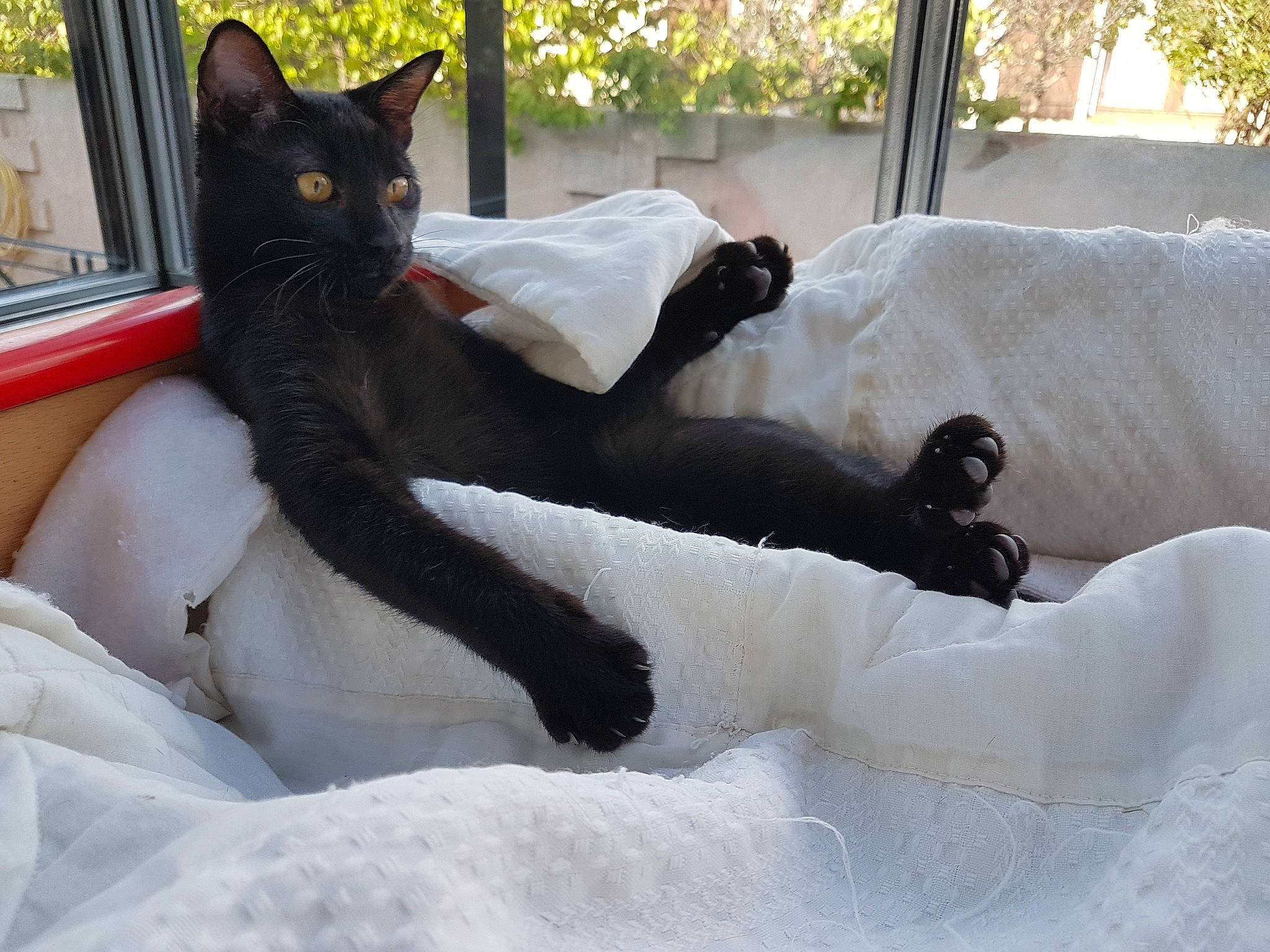 Pucca participe au concours pour gagner de l'argent avec cette photo : black_cat, carnivore, cat, felidae, small_to_medium_sized_cats, tail, whiskers