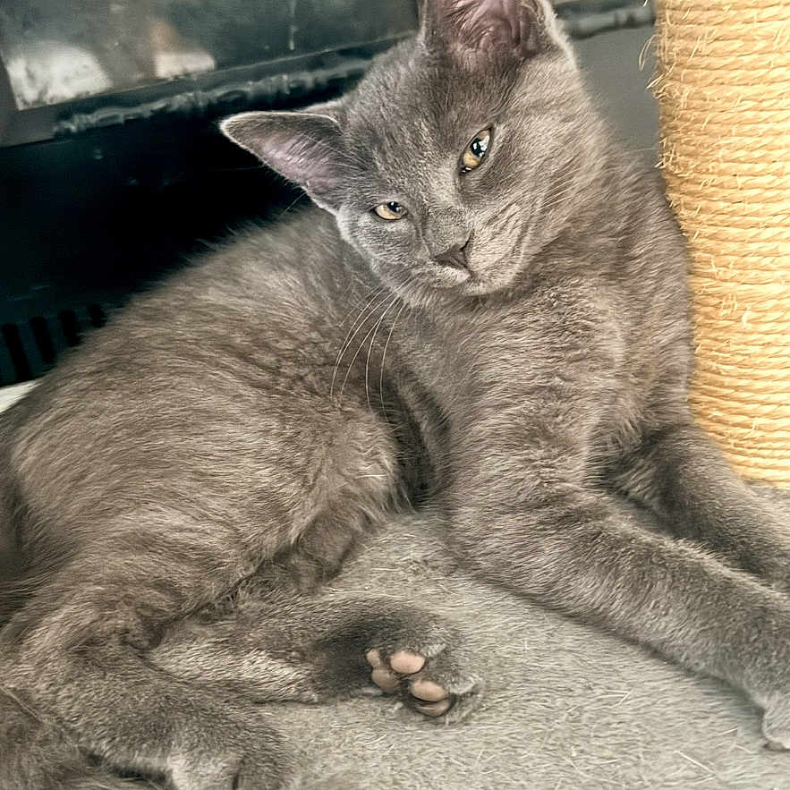 Onyx